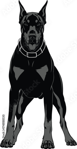 Illustration of a black doberman isolated on white background, standing tall with a regal posture, showcasing its muscular build and alert expression