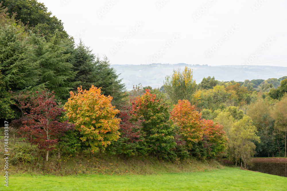 Fototapeta premium Autumn and fall seasonal picture with beautiful tree's of various tones in a rich countryside landscape. Country walks and trekking image. Changing seasons.