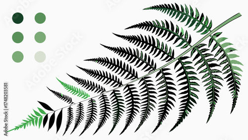 Vector illustration of a fern plant in shades of green and black on a white background.