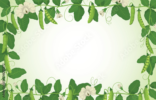 Green peas frame. Legume crops with leaves, pods, flowers, leaves, decorative border, climbing plant, vegetarian fresh food, banner or card design template, tidy vector isolated concept