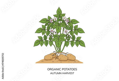 A potato plant featuring green foliage and tiny blooming flowers. Fresh vegetable. Product from an organic farm. Veggies. Gathering. Fall theme. Flat vector illustration.