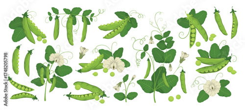 Cartoon fresh green peas. Organic agriculture, edible plant, diet vegetarian food, pods, tendrils, leaves and flowers, legume bean vegetables, vitamin garden food tidy vector isolated set