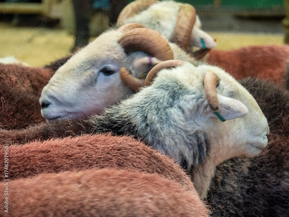 Obraz premium Cumbria, United Kingdom 4th October 2025. Image of tup/male/ram Herdwick sheep show and auction with farmer owners.