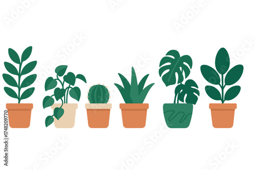 Collection of six different potted house plants including cactus, monstera, and succulents