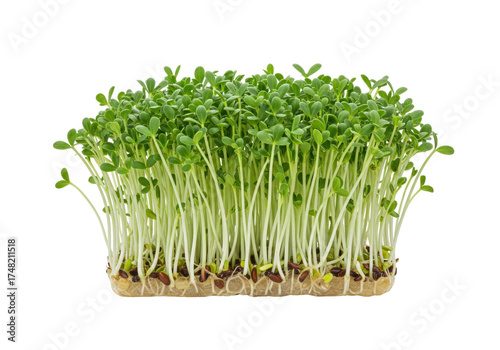 Foto Isolated bunch of alfalfa sprouts, young alfalfa sprouts on substrate in daylight