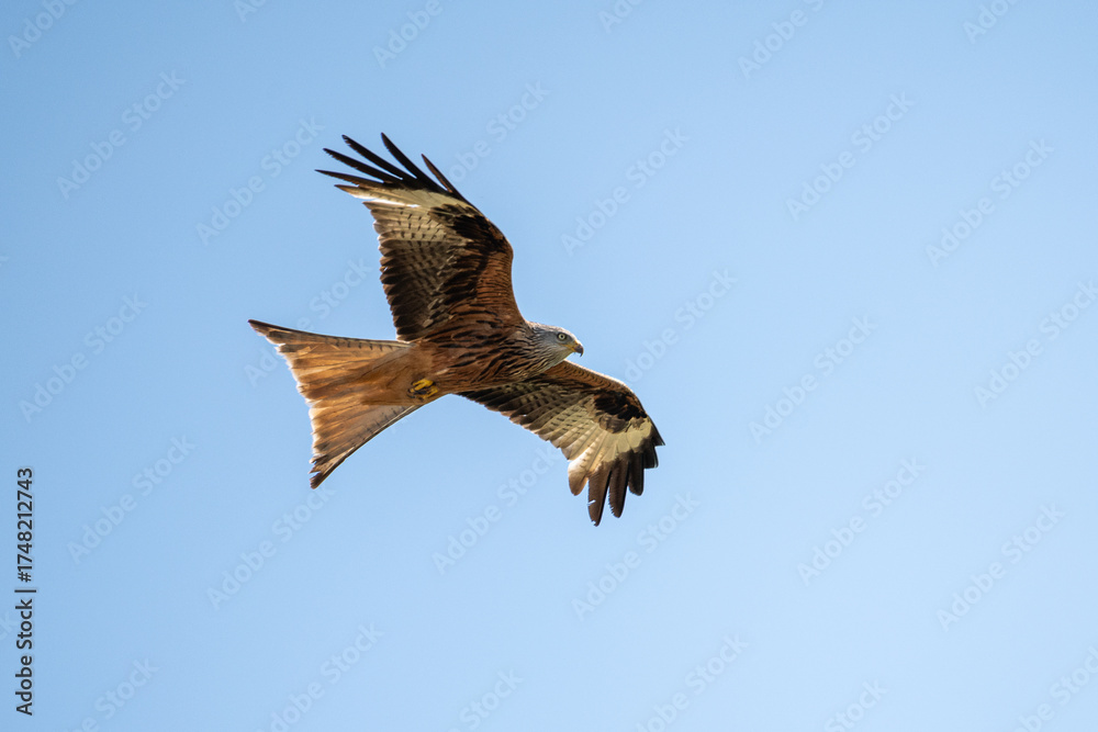 Obraz premium Rotmilan im Flug