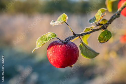 Frost auf reifen Roten Äpfeln