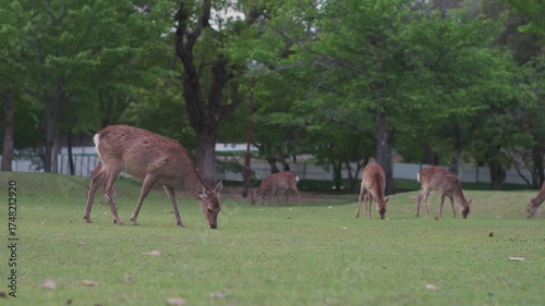Close portrait of a deer in the city of Nara, Japan