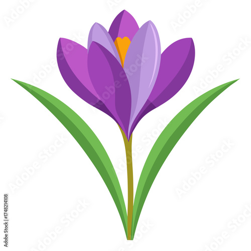 vector illustration of a crocus flower