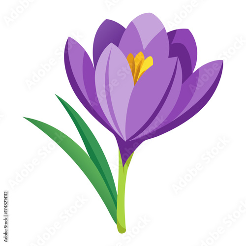 vector illustration of a crocus flower