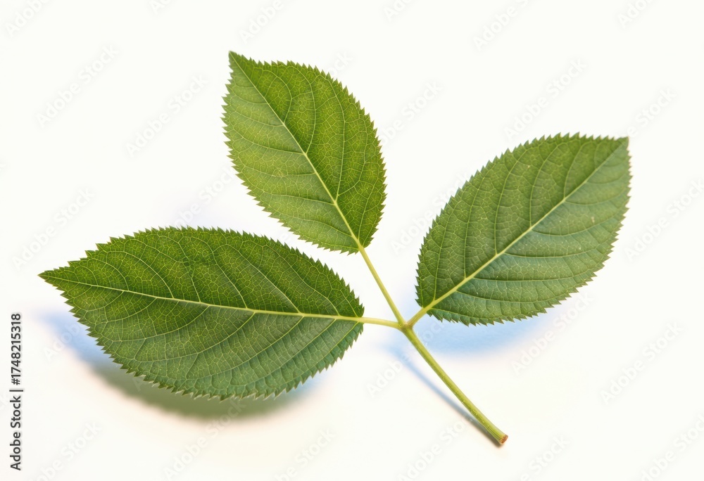 Fototapeta premium Fresh green leaf branches with vibrant serrated edges on a light background