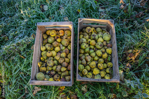 Fallobst in einer Streuobstwiese im Herbst