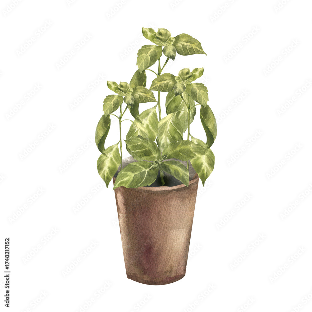 Obraz premium Fresh basil spices in brown pot watercolor illustration. Hand drawn home plant clipart with aromatic herb spices painting for culinary book,poster, menu card, eco vegan sticker design