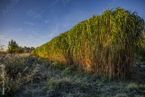 Angebautes  Miscanthus  Gras in einem Feld zur Entwässerung