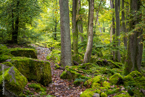 Felsenpfad im Odenwald