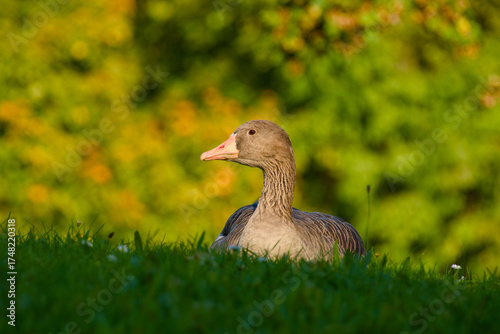 Wallpaper Mural Wildlife portrait of greylag goose on grass during warm autumn evening Torontodigital.ca