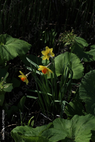 daffodils