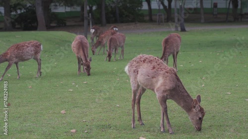 Close portrait of a deer in the city of Nara, Japan
