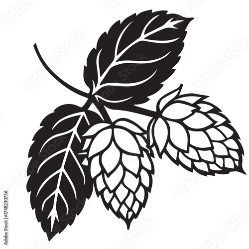 Detailed hop plant illustration isolated on white background, showcasing the intricate details of the leaves and cones, ideal for designs related to brewing, beer, or botanical themes
