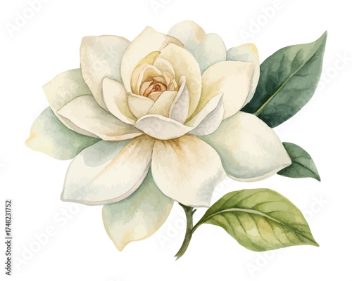 Gardenia Flower Watercolor Painting for Decor 