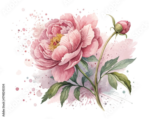 Elegant Pink Peony Watercolor Painting for Greeting Cards vector illustration