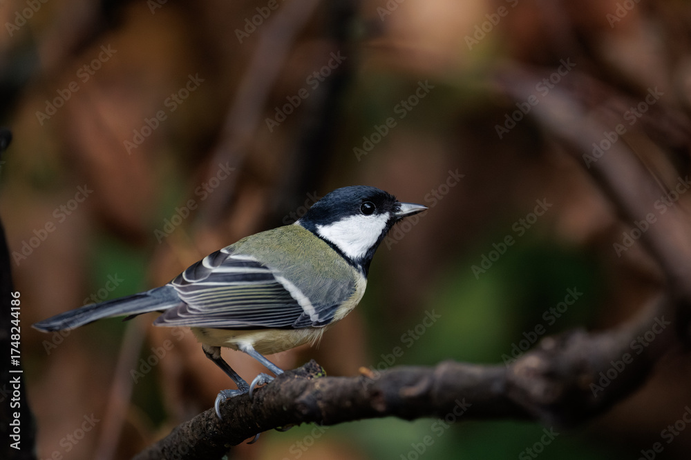 Fototapeta premium great tit parus major
