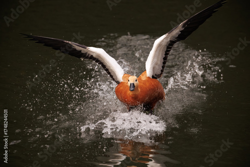 pumpkin in water
