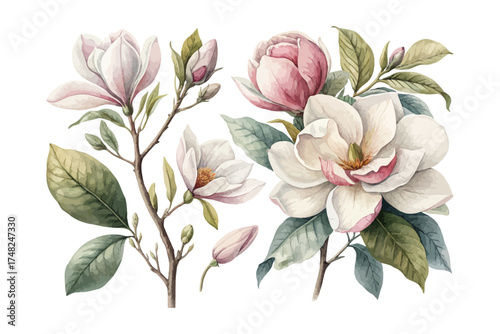 Elegant Gardenia and Magnolia Watercolor Clipart 