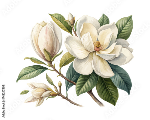 Elegant Gardenia and Magnolia Watercolor Clipart isolated on white background