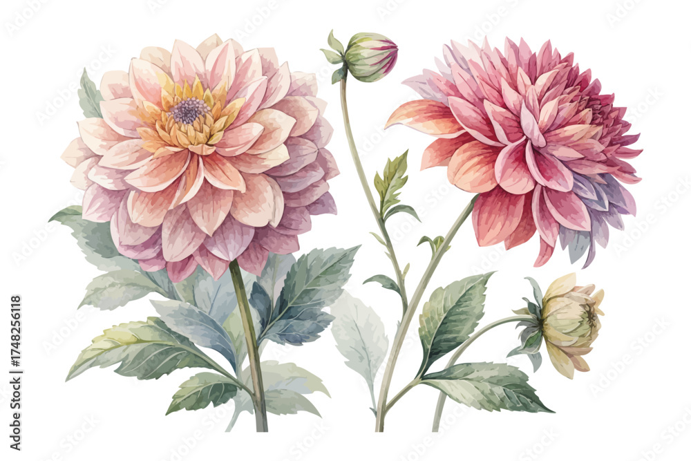 Obraz premium Dahlia Watercolor Illustration for Floral Art