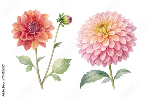 Dahlia Watercolor Illustration for Floral Art isolated on white background