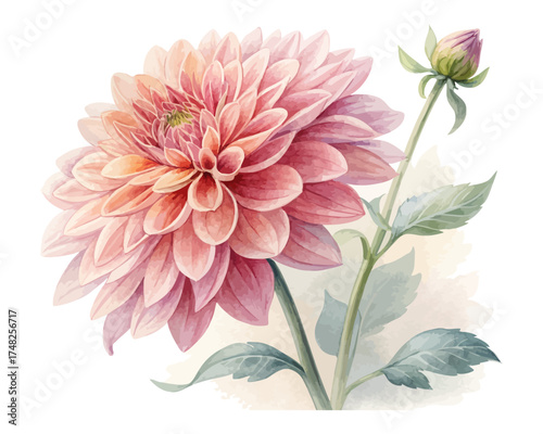 Dahlia Watercolor Illustration for Floral Art vector illustration