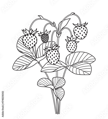 Black and White Outline Drawing  Wild Strawberry