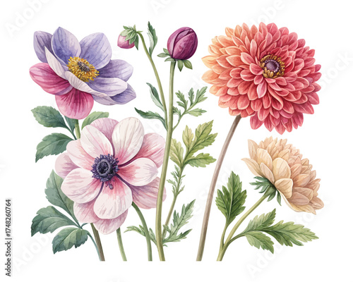 Dahlia and Anemone Watercolor Clipart Collection 