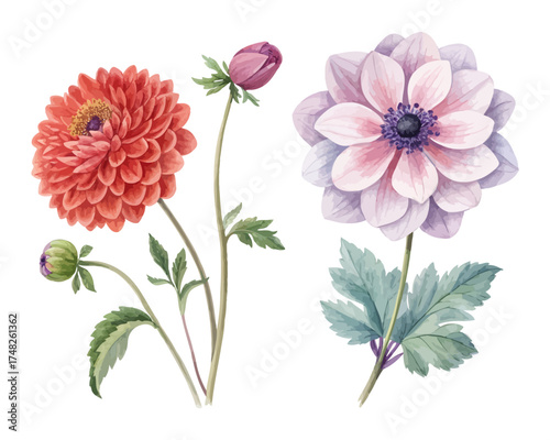 Dahlia and Anemone Watercolor Clipart Collection isolated on white background