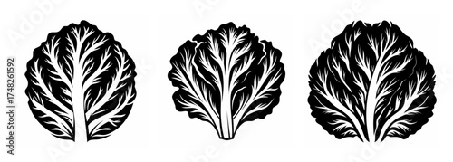 Three detailed graphic depictions of fresh green lettuce leaves in a row showing intricate veins and textures