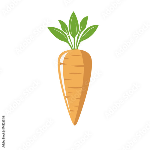 Fresh orange carrot with green leaves, healthy vegetable food illustration, isolated design