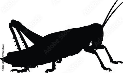 grasshopper silhouette in profile with detailed legs and antennae on white background