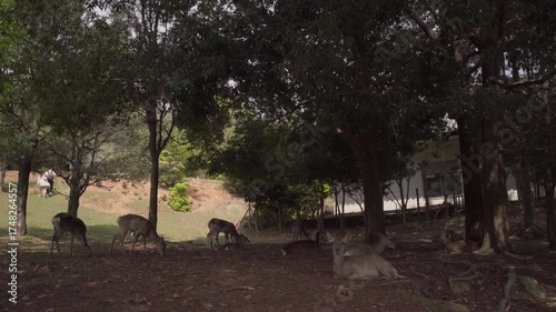 Deers animal in Nara Japan
