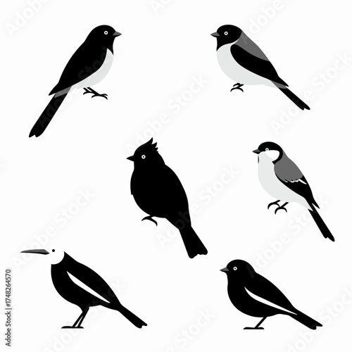 Vector illustrations of various stylized birds in black, white, and gray, suitable for nature, wildlife, or graphic design projects.