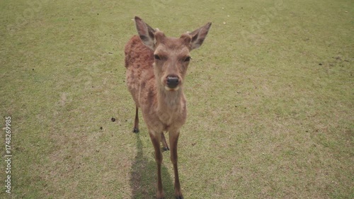 Close portrait of a deer in the city of Nara, Japan