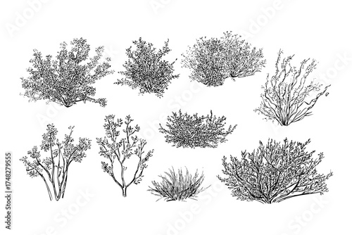 Hand drawn green bush plant collection. Detailed garden park outdoor foliage flora nature sketch elements.