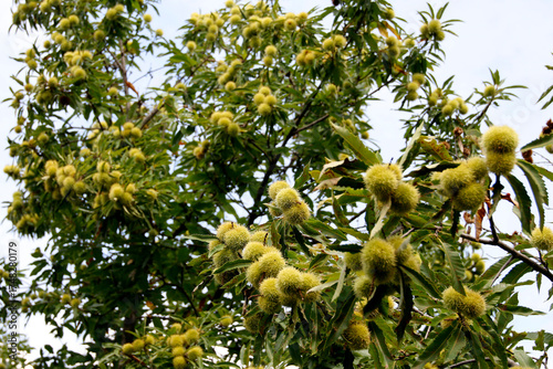 Fotomural Edelkastanie (Castanea sativa) auch Esskastanie, Früchte am Baum