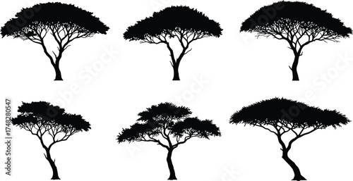  Acacia tree silhouettes collection, African savanna landscape illustration, safari nature vector set, tropical flat trees, black silhouette art design