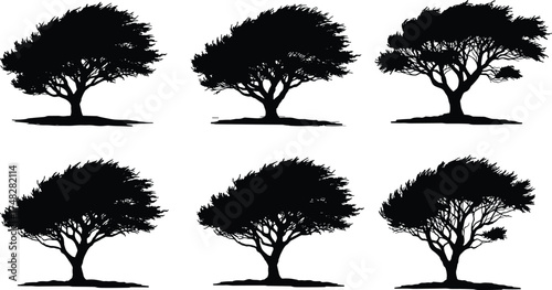  Windblown tree silhouette vector set, coastal forest illustration, natural landscape design, black acacia tree shapes, outdoor nature elements for graphic and artistic projects.