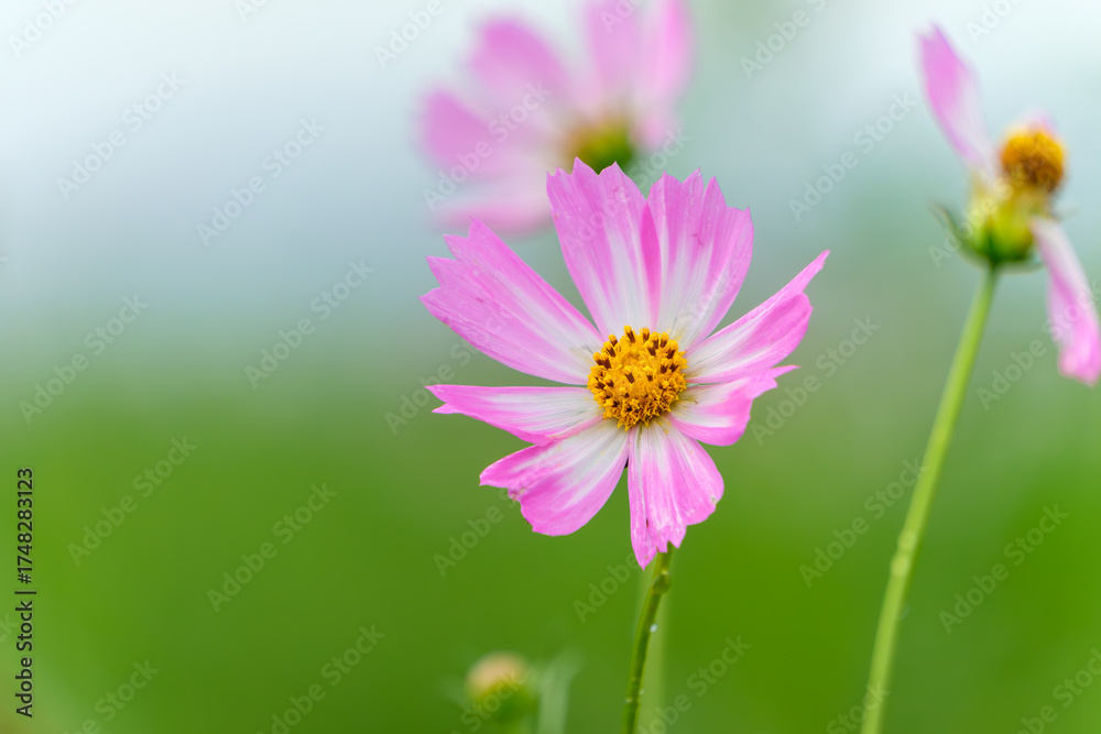 Obraz premium 秋風に揺れるピンクのコスモスの花