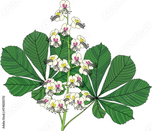 Inflorescence of horse chestnut (Aesculus hippocastanum) with two green leaves isolated on white background