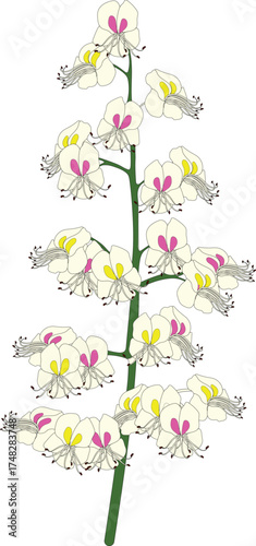  Inflorescence of horse chestnut (Aesculus hippocastanum) isolated on white background	