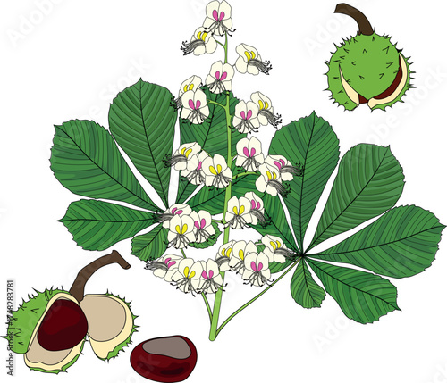 Parts of horse chestnut (Aesculus hippocastanum) plant: fruit, seed, Inflorescence and green leaves in botanical illustration style isolated on white background	
