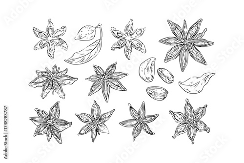 Variety of star anise sketch with various pods, leaves and seeds. Hand drawn spice for culinary use. Botanical ingredient collection.